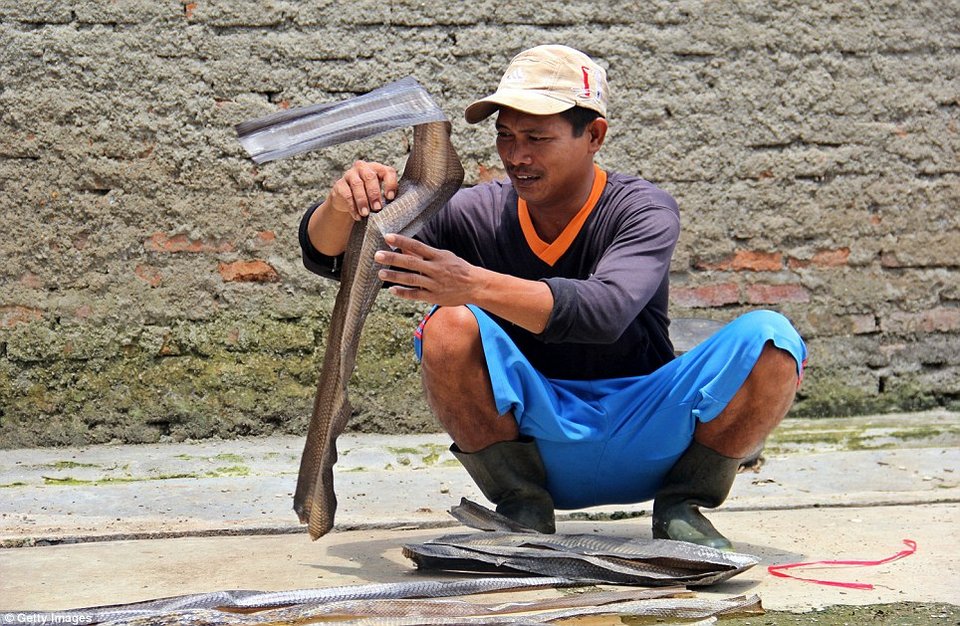 Πώς φτιάχνεται μία δερμάτινη τσάντα: Σοκαριστικές λήψεις από σφαγείο φιδιών στην Ινδονησία [εικόνες] | iefimerida.gr 4