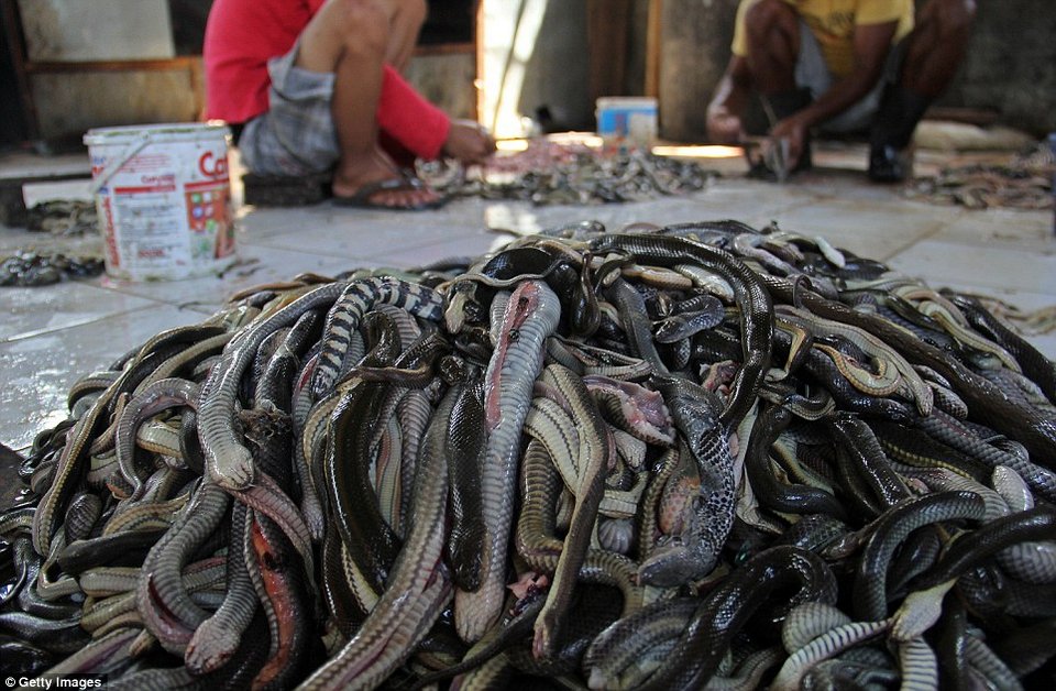 Πώς φτιάχνεται μία δερμάτινη τσάντα: Σοκαριστικές λήψεις από σφαγείο φιδιών στην Ινδονησία [εικόνες] | iefimerida.gr 6