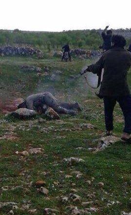 Κατέπεσε ελικόπτερο του συριακού στρατού - Αντάρτες εκτέλεσαν τον ένα πιλότο και πήραν ομήρους [σκληρές εικόνες] | iefimerida.gr 2