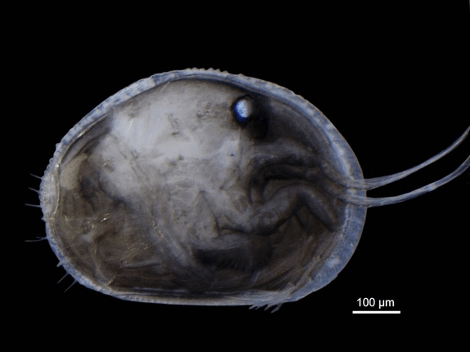 Ανακαλύφθηκε το αρχαιότερο απολιθωμένο σπερματοζωάριο στη Γη και είναι τεράστιο [εικόνες] | iefimerida.gr 1