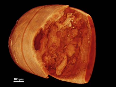 Ανακαλύφθηκε το αρχαιότερο απολιθωμένο σπερματοζωάριο στη Γη και είναι τεράστιο [εικόνες] | iefimerida.gr 3