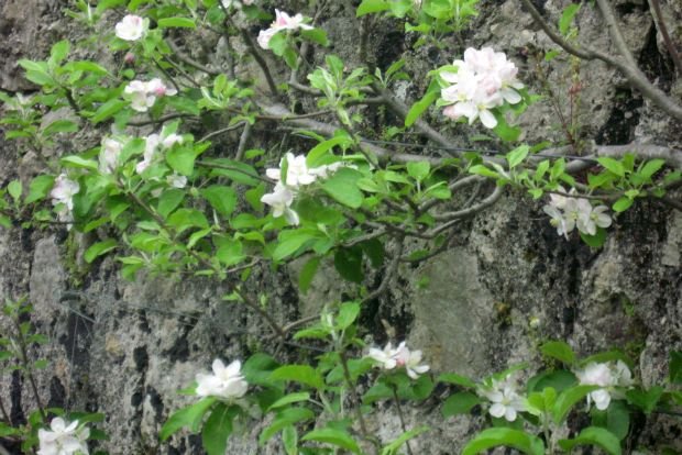 Tα άνθη και οι μυρωδιές της Ανοιξης [εικόνες] | iefimerida.gr 0