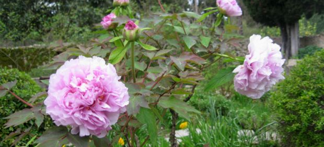 Tα άνθη και οι μυρωδιές της Ανοιξης [εικόνες] | iefimerida.gr 2