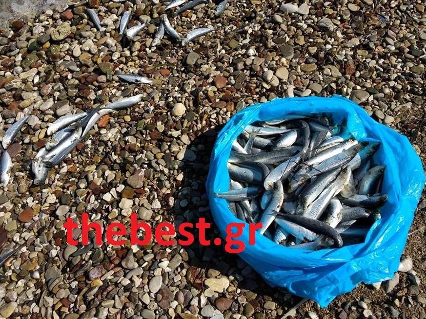 Πάτρα: Γέμισε νεκρές σαρδέλες η παραλία του Αγίου Βασιλείου [εικόνες] | iefimerida.gr 1