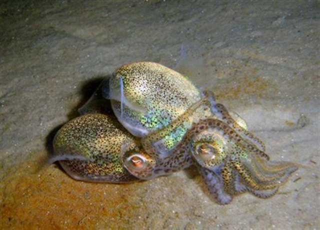 Ο σεξουαλικός μαραθώνιος εξοντώνει τα Αυστραλιανά καλαμάρια [εικόνες] | iefimerida.gr 0