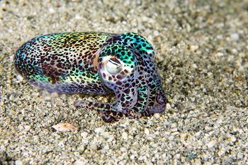 Ο σεξουαλικός μαραθώνιος εξοντώνει τα Αυστραλιανά καλαμάρια [εικόνες] | iefimerida.gr 1