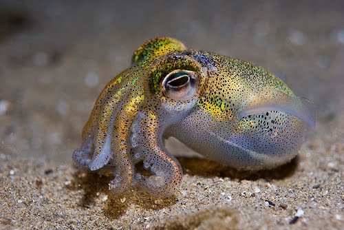 Ο σεξουαλικός μαραθώνιος εξοντώνει τα Αυστραλιανά καλαμάρια [εικόνες] | iefimerida.gr 2