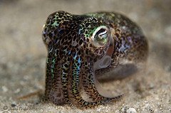 Ο σεξουαλικός μαραθώνιος εξοντώνει τα Αυστραλιανά καλαμάρια [εικόνες] | iefimerida.gr 3