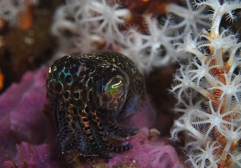 Ο σεξουαλικός μαραθώνιος εξοντώνει τα Αυστραλιανά καλαμάρια [εικόνες] | iefimerida.gr 5