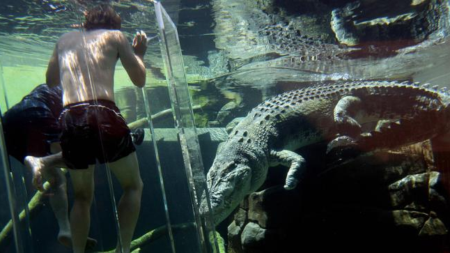 Το «κλουβί του θανάτου» - Κλείνονται σε αυτό και κάνουν βουτιές με κροκόδειλους [εικόνες] | iefimerida.gr 0