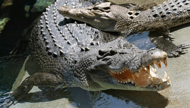 Το «κλουβί του θανάτου» - Κλείνονται σε αυτό και κάνουν βουτιές με κροκόδειλους [εικόνες] | iefimerida.gr 2