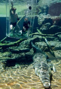 Το «κλουβί του θανάτου» - Κλείνονται σε αυτό και κάνουν βουτιές με κροκόδειλους [εικόνες] | iefimerida.gr 3