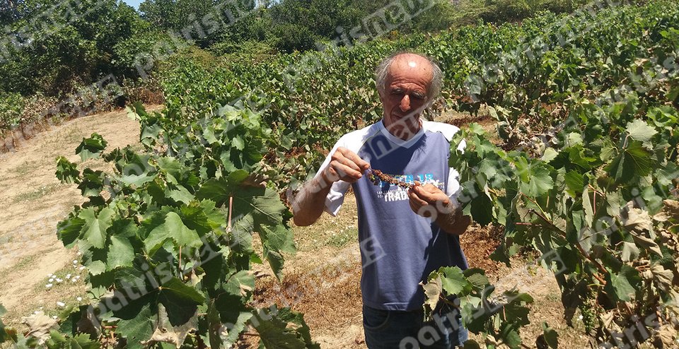 Ο καύσωνας έκαψε τα αμπέλια στην Ηλεία -Ολοκληρωτική η καταστροφή [εικόνες] | iefimerida.gr 1