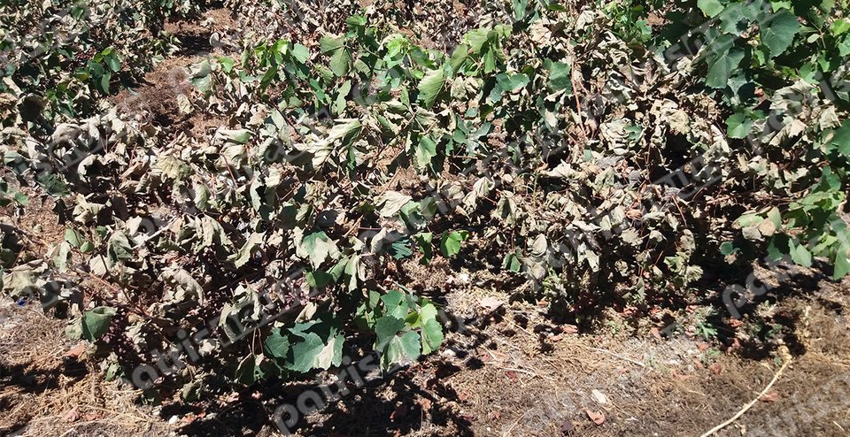 Ο καύσωνας έκαψε τα αμπέλια στην Ηλεία -Ολοκληρωτική η καταστροφή [εικόνες] | iefimerida.gr 0