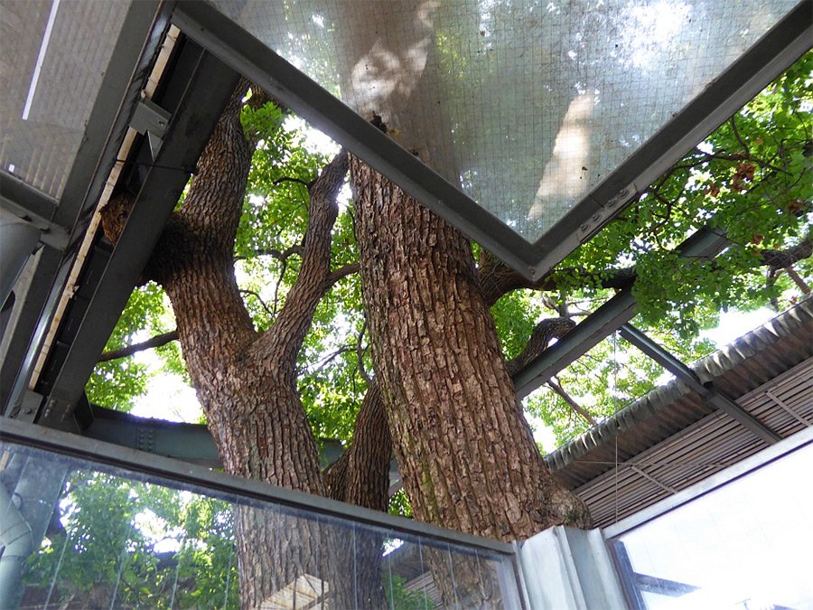 Γιγαντιαίο δέντρο 700 ετών ξεπηδά μέσα από σταθμό τρένου στην Ιαπωνία [εικόνες]  | iefimerida.gr 2