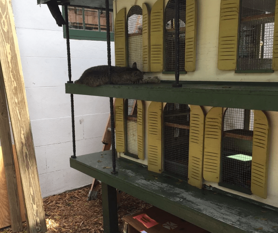 Το σπίτι του Χέμινγουεϊ γλίτωσε από την Ιρμα -Σώες και οι 54 γάτες! [εικόνες&βίντεο] | iefimerida.gr 2