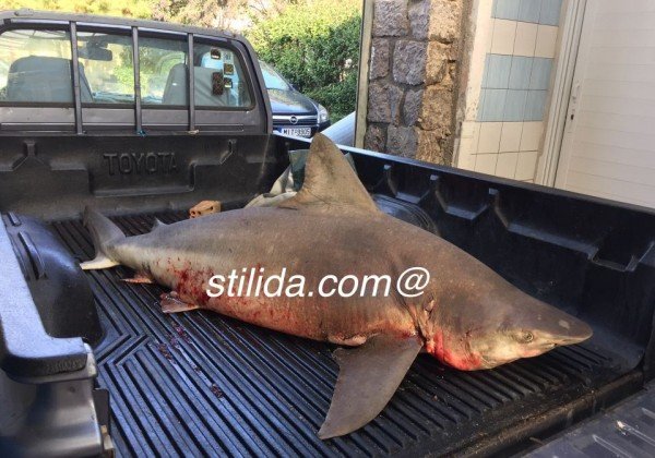 Στυλίδα: Επιασαν καρχαρία 100 κιλών, μήκους 2,5 μέτρων [εικόνες]  | iefimerida.gr 0