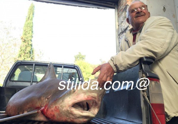 Στυλίδα: Επιασαν καρχαρία 100 κιλών, μήκους 2,5 μέτρων [εικόνες]  | iefimerida.gr 1