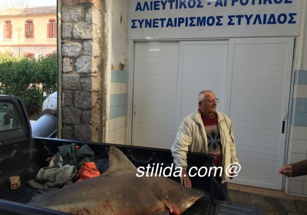 Στυλίδα: Επιασαν καρχαρία 100 κιλών, μήκους 2,5 μέτρων [εικόνες]  | iefimerida.gr 2