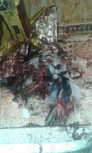 Απίστευτες εικόνες: Δείτε πώς έγινε ένα Boeing 737 όταν το χτύπησε πουλί  | iefimerida.gr 1