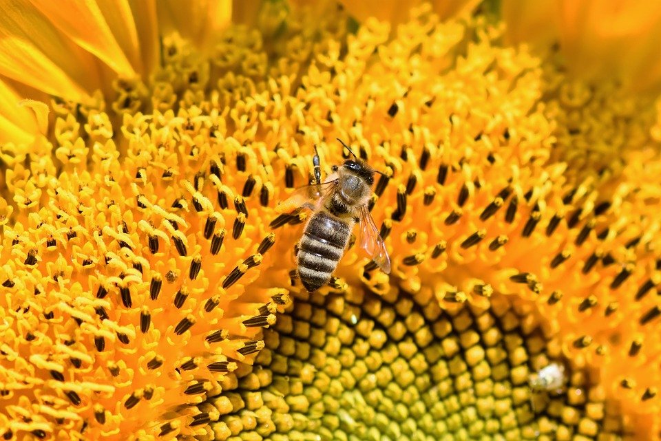 Κίνημα «Save the bees!» για περισσότερη βιολογική γεωργία και λιγότερα φυτοφάρμακα