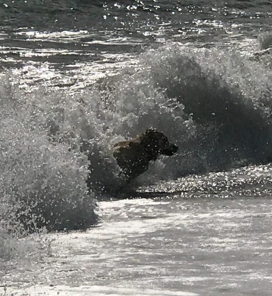 Το Σαββατοκύριακο η Βουλιαγμένη γέμισε surfers -Ετρεξαν να πιάσουν τα κύματα [εικόνες] | iefimerida.gr 3