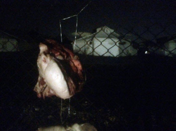 Εικόνες-σοκ: Κάρφωσαν γουρουνοκεφαλή στο hotspot του Σχιστού! [εικόνες] | iefimerida.gr 2