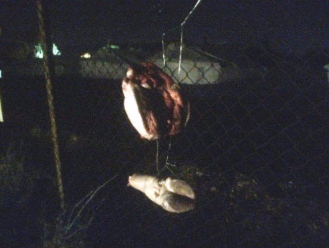 Εικόνες-σοκ: Κάρφωσαν γουρουνοκεφαλή στο hotspot του Σχιστού! [εικόνες] | iefimerida.gr 3