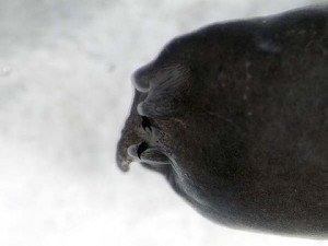 Ιπτάμενος βάτραχος βαμπιρ με κυνόδοντες ανακαλύφθηκε στο Βιετνάμ [εικόνες] | iefimerida.gr 4