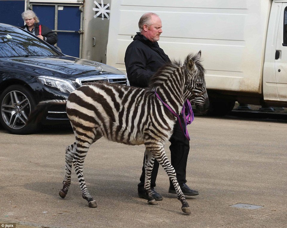 Το πιο εκκεντρικό παιδικό πάρτυ -Στο σπίτι της Tamara Ecclestone [εικόνες] | iefimerida.gr 9