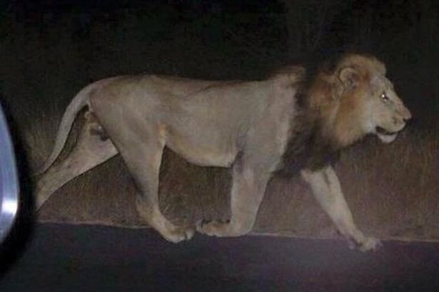 Τίγρεις, λιοντάρια και ιπποπόταμοι στους δρόμους της Τιφλίδας εξαιτίας πλημμύρας - Τουλάχιστον δέκα νεκροί [εικόνες] | iefimerida.gr 5