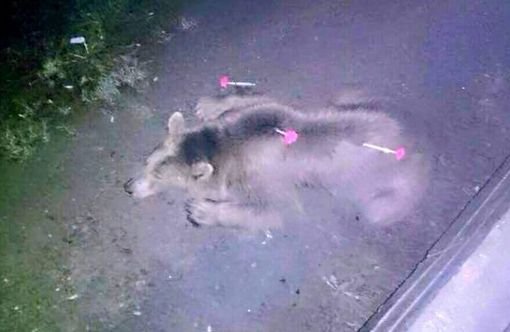 Τίγρεις, λιοντάρια και ιπποπόταμοι στους δρόμους της Τιφλίδας εξαιτίας πλημμύρας - Τουλάχιστον δέκα νεκροί [εικόνες] | iefimerida.gr 6