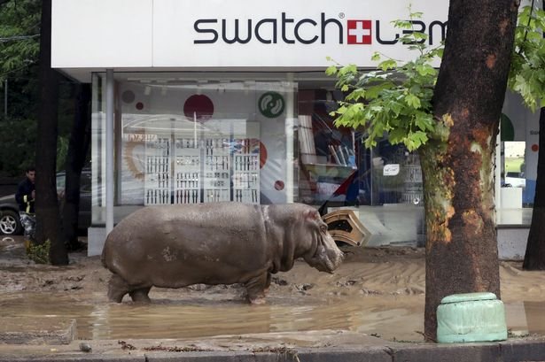 Τίγρεις, λιοντάρια και ιπποπόταμοι στους δρόμους της Τιφλίδας εξαιτίας πλημμύρας - Τουλάχιστον δέκα νεκροί [εικόνες] | iefimerida.gr 1