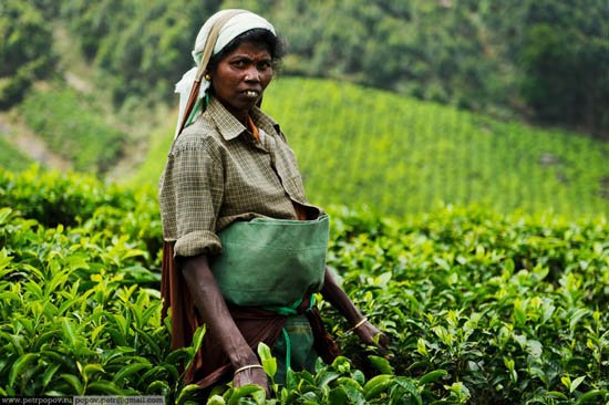 Τσάι Κεράλα -Ενας καρπός που μαζεύουν μόνο παρθένες ψιθυρίζοντας προσευχές κάτω από τον καυτό ήλιο και ενώ τις τρώνε βδέλλες [εικόνες]  | iefimerida.gr 6