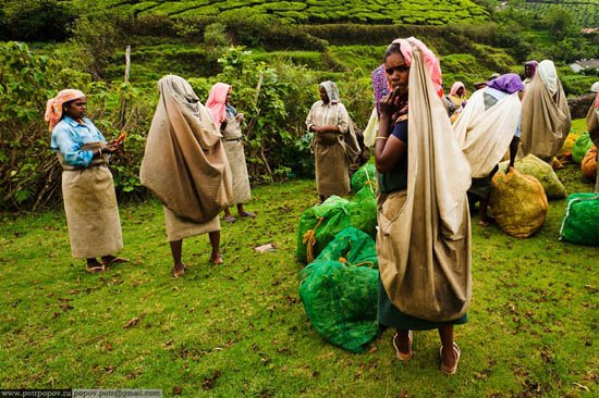 Τσάι Κεράλα -Ενας καρπός που μαζεύουν μόνο παρθένες ψιθυρίζοντας προσευχές κάτω από τον καυτό ήλιο και ενώ τις τρώνε βδέλλες [εικόνες]  | iefimerida.gr 8
