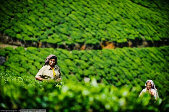 Τσάι Κεράλα -Ενας καρπός που μαζεύουν μόνο παρθένες ψιθυρίζοντας προσευχές κάτω από τον καυτό ήλιο και ενώ τις τρώνε βδέλλες [εικόνες]  | iefimerida.gr 0