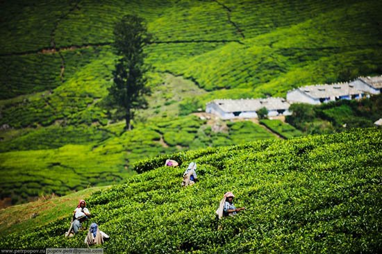 Τσάι Κεράλα -Ενας καρπός που μαζεύουν μόνο παρθένες ψιθυρίζοντας προσευχές κάτω από τον καυτό ήλιο και ενώ τις τρώνε βδέλλες [εικόνες]  | iefimerida.gr 1