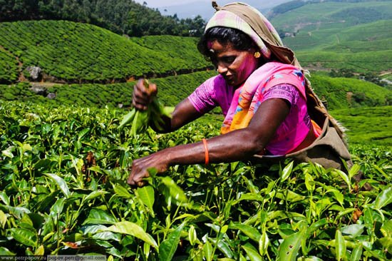 Τσάι Κεράλα -Ενας καρπός που μαζεύουν μόνο παρθένες ψιθυρίζοντας προσευχές κάτω από τον καυτό ήλιο και ενώ τις τρώνε βδέλλες [εικόνες]  | iefimerida.gr 2