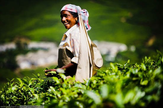 Τσάι Κεράλα -Ενας καρπός που μαζεύουν μόνο παρθένες ψιθυρίζοντας προσευχές κάτω από τον καυτό ήλιο και ενώ τις τρώνε βδέλλες [εικόνες]  | iefimerida.gr 3