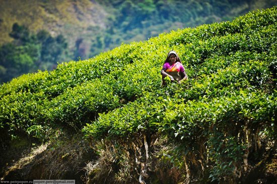 Τσάι Κεράλα -Ενας καρπός που μαζεύουν μόνο παρθένες ψιθυρίζοντας προσευχές κάτω από τον καυτό ήλιο και ενώ τις τρώνε βδέλλες [εικόνες]  | iefimerida.gr 4