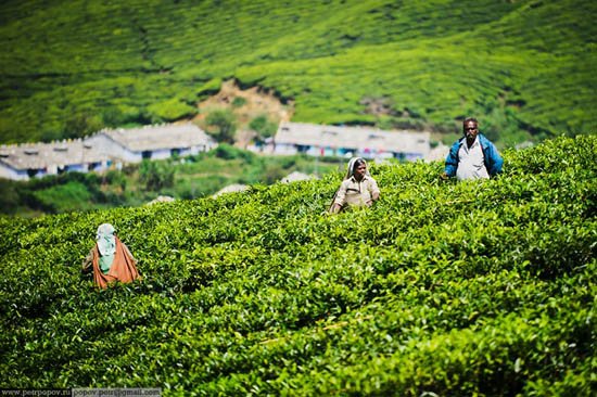 Τσάι Κεράλα -Ενας καρπός που μαζεύουν μόνο παρθένες ψιθυρίζοντας προσευχές κάτω από τον καυτό ήλιο και ενώ τις τρώνε βδέλλες [εικόνες]  | iefimerida.gr 5