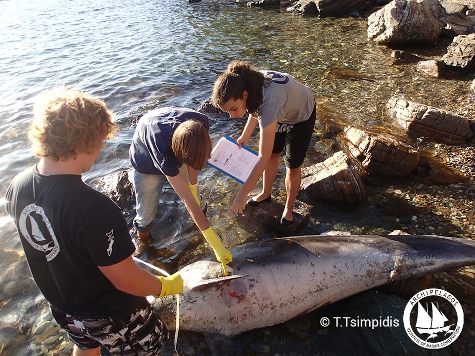Αλλο ένα δελφίνι νεκρό επειδή κατάπιε πλαστικό -Ξεβράστηκε στη Σάμο [εικόνες] | iefimerida.gr 2