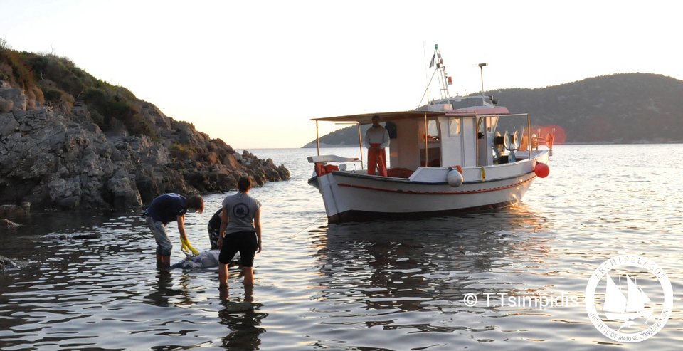 Αλλο ένα δελφίνι νεκρό επειδή κατάπιε πλαστικό -Ξεβράστηκε στη Σάμο [εικόνες] | iefimerida.gr 1