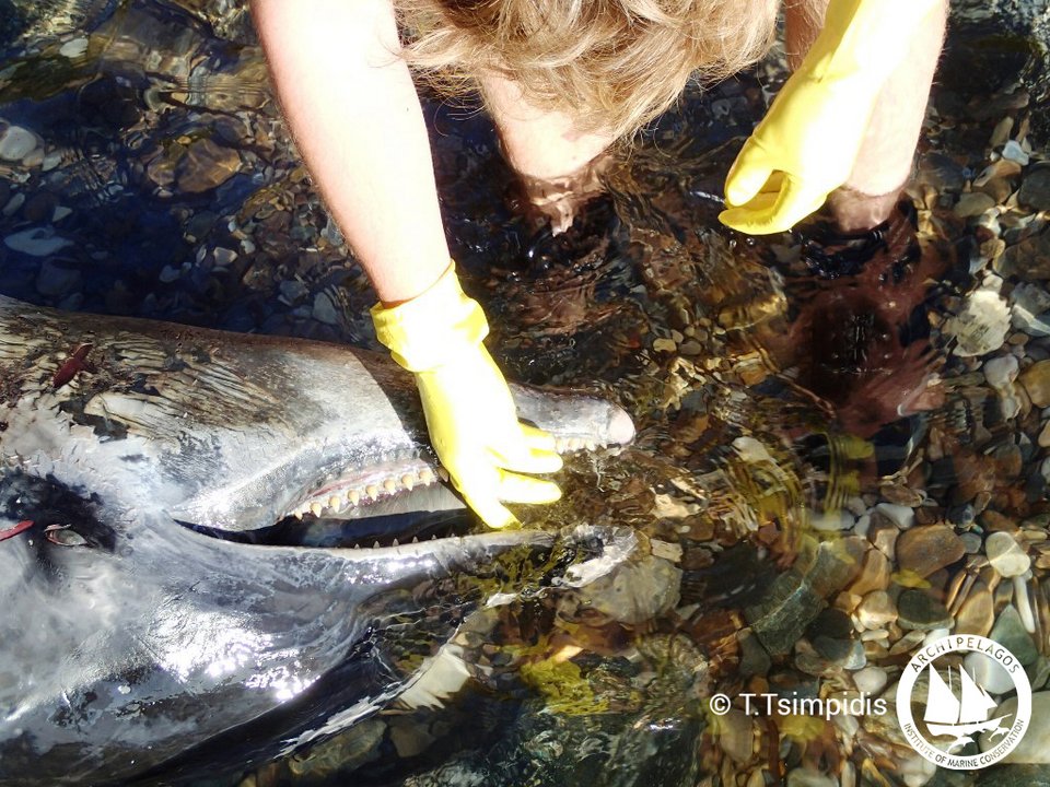 Αλλο ένα δελφίνι νεκρό επειδή κατάπιε πλαστικό -Ξεβράστηκε στη Σάμο [εικόνες] | iefimerida.gr 4