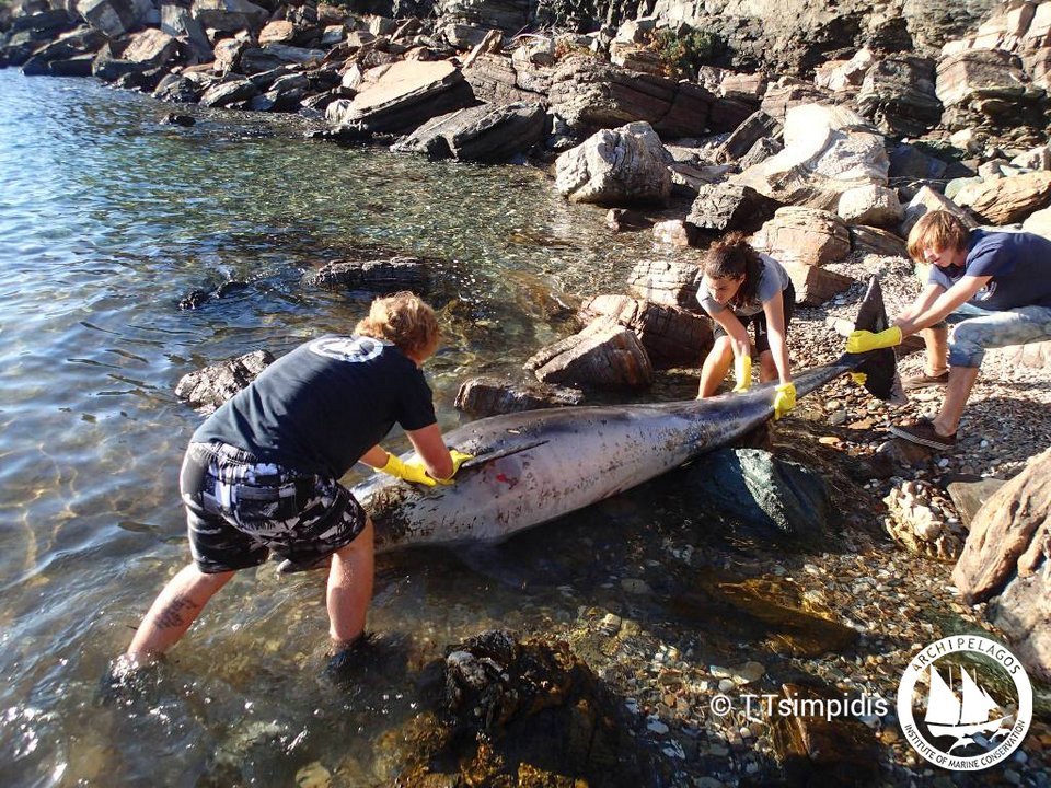 Αλλο ένα δελφίνι νεκρό επειδή κατάπιε πλαστικό -Ξεβράστηκε στη Σάμο [εικόνες] | iefimerida.gr 3