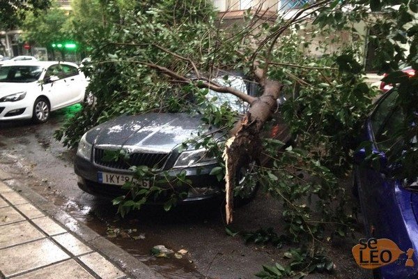 Θεσσαλονίκη: Δέντρα καταπλάκωσαν σταθμευμένα οχήματα - Βουτιά ο υδράργυρος [εικόνες] 	 | iefimerida.gr 1