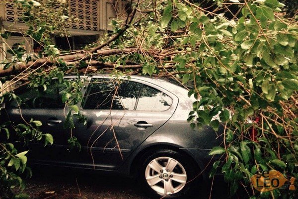 Θεσσαλονίκη: Δέντρα καταπλάκωσαν σταθμευμένα οχήματα - Βουτιά ο υδράργυρος [εικόνες] 	 | iefimerida.gr 2