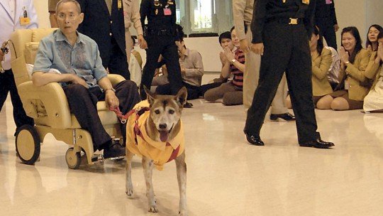 Πέθανε η «ιερή» σκυλίτσα του βασιλιά της Ταϊλάνδης -Θρήνος στη χώρα | iefimerida.gr 2