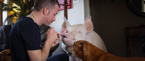 Πώς θα ήταν η ζωή αν δεν τρώγαμε καθόλου κρέας -Ενα απίστευτο ντοκιμαντέρ [βίντεο] | iefimerida.gr 0