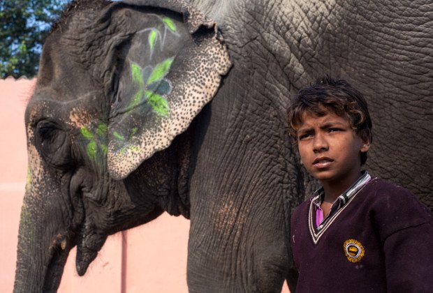 Sahil: Ο τελευταίος οδηγός ελεφάντων που συνεχίζει το επάγγελμα που τον άφησε ορφανό [εικόνες] | iefimerida.gr 0